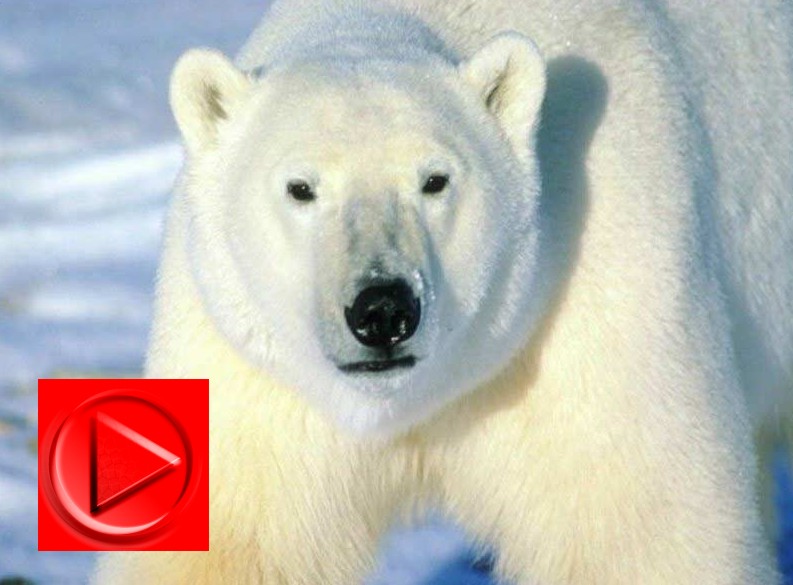 BBC Predators Polar Bear Filmed From Under Clear Acrylic Block